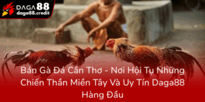 Ban Ga Da Can Tho Noi Hoi Tu Nhung Chien Than Mien Tay Va Uy Tin Daga88 Hang Dau0