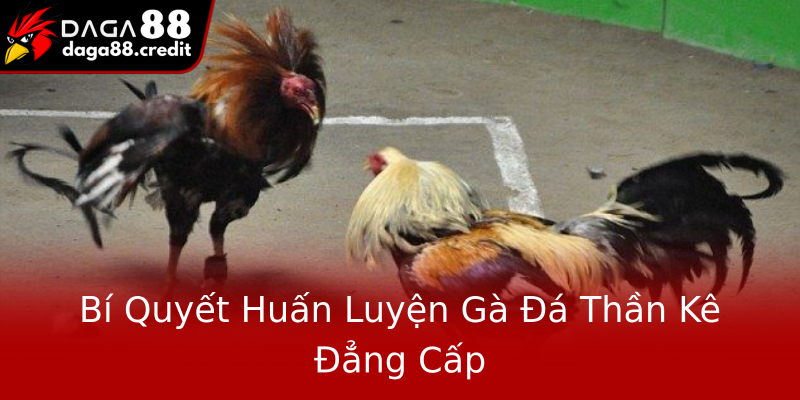 Bí Quyết Huấn Luyện Gà Đá Thần Kê Đẳng Cấp