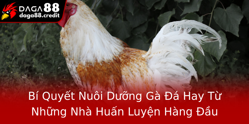 Bí Quyết Nuôi Dưỡng Gà Đá Hay Từ Những Nhà Huấn Luyện Hàng Đầu