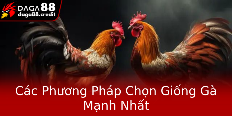 Các Phương Pháp Chọn Giống Gà Mạnh Nhất Các Phương Pháp Chọn Giống Gà Mạnh Nhất