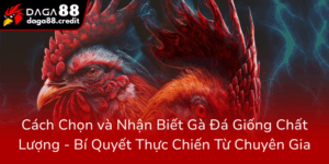 Cach Chon Va Nhan Biet Ga Da Giong Chat Luong Bi Quyet Thuc Chien Tu Chuyen Gia0