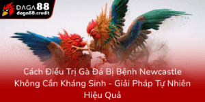 Cach Dieu Tri Ga Da Bi Benh Newcastle Khong Can Khang Sinh Giai Phap Tu Nhien Hieu Qua0