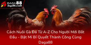 Cach Nuoi Ga Da Tu A Z Cho Nguoi Moi Bat Dau Bat Mi Bi Quyet Thanh Cong Cung Daga880