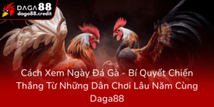 Cach Xem Ngay Da Ga Bi Quyet Chien Thang Tu Nhung Dan Choi Lau Nam Cung Daga880