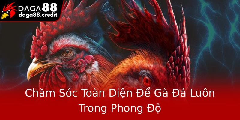 Chăm Sóc Toàn Diện Để Gà Đá Luôn Trong Phong Độ