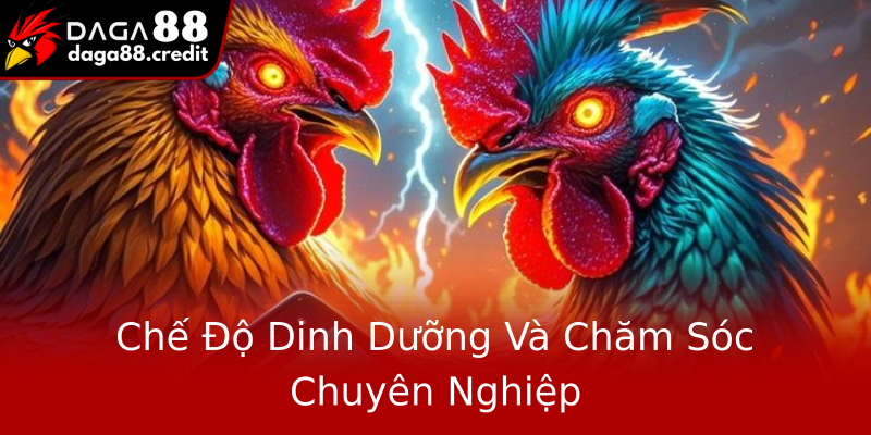 Chế Độ Dinh Dưỡng Và Chăm Sóc Chuyên Nghiệp