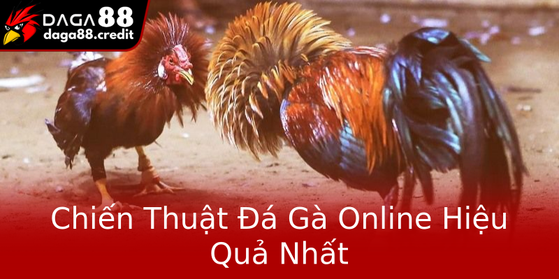 Chiến Thuật Đá Gà Online Hiệu Quả Nhất Chiến Thuật Đá Gà Online Hiệu Quả Nhất