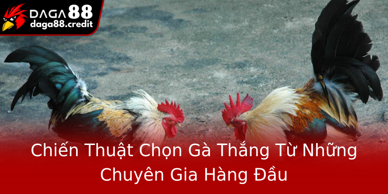 Chiến Thuật Chọn Gà Thắng Từ Những Chuyên Gia Hàng Đầu
