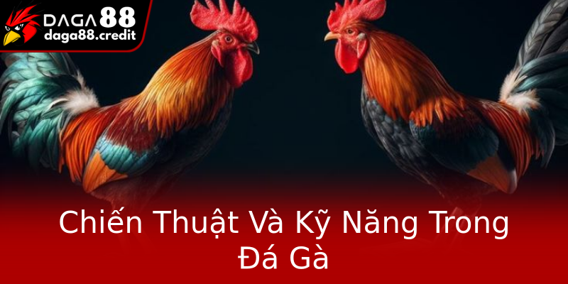 Chiến Thuật Và Kỹ Năng Trong Đá Gà