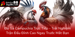 Da Ga Campuchia Truc Tiep Trai Nghiem Tran Dau Dinh Cao Ngay Truoc Mat Ban0