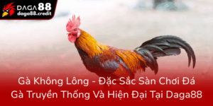 Ga Khong Long Dac Sac San Choi Da Ga Truyen Thong Va Hien Dai Tai Daga880
