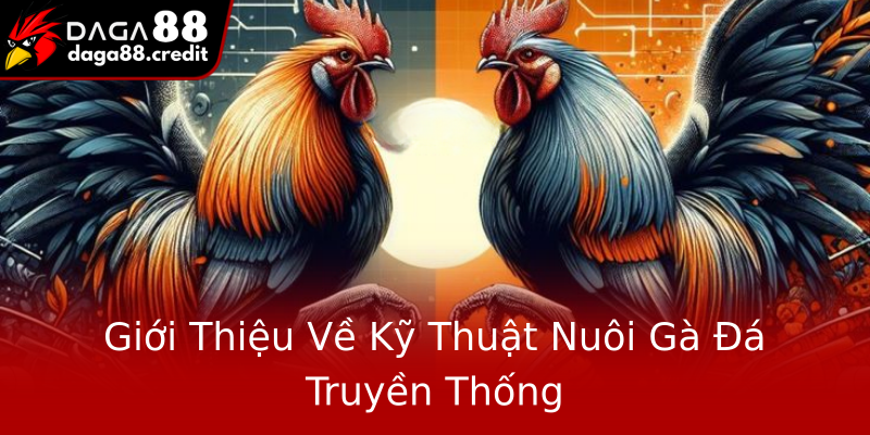 Giới Thiệu Về Kỹ Thuật Nuôi Gà Đá Truyền Thống