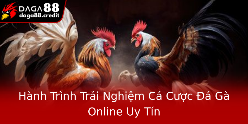 Hành Trình Trải Nghiệm Cá Cược Đá Gà Online Uy Tín