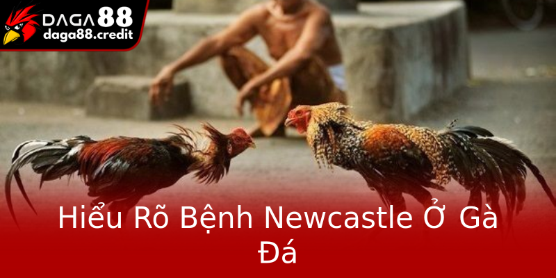 Hiểu Rõ Bệnh Newcastle Ở Gà Đá