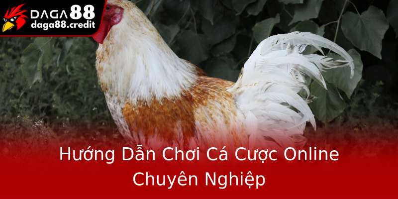 Hướng Dẫn Chơi Cá Cược Online Chuyên Nghiệp