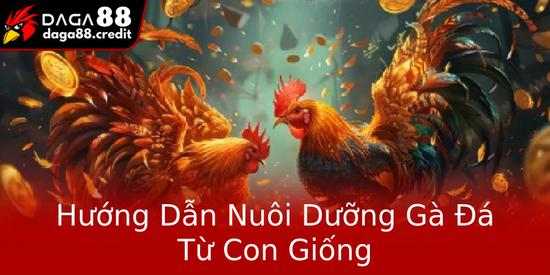 Hướng Dẫn Nuôi Dưỡng Gà Đá Từ Con Giống