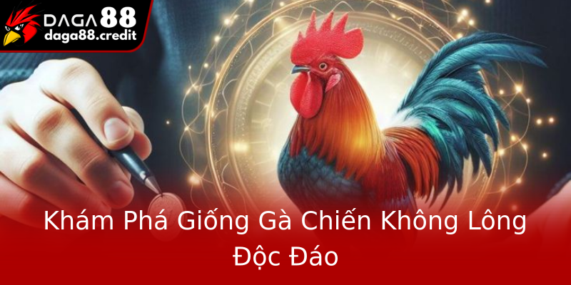 Khám Phá Giống Gà Chiến Không Lông Độc Đáo