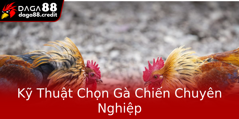 Kỹ Thuật Chọn Gà Chiến Chuyên Nghiệp