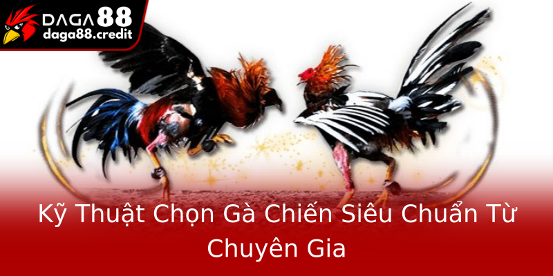 Kỹ Thuật Chọn Gà Chiến Siêu Chuẩn Từ Chuyên Gia