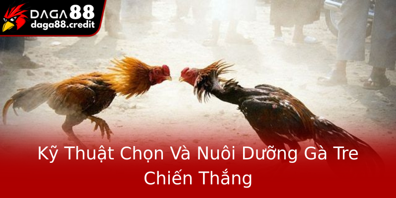 Kỹ Thuật Chọn Và Nuôi Dưỡng Gà Tre Chiến Thắng