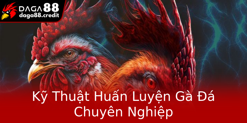 Kỹ Thuật Huấn Luyện Gà Đá Chuyên Nghiệp