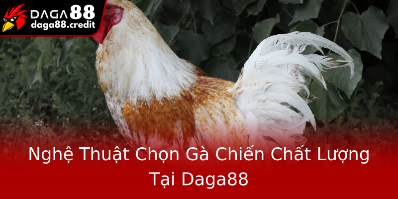 Nghệ Thuật Chọn Gà Chiến Chất Lượng Tại Daga88