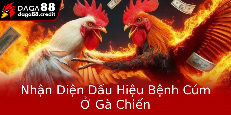 Nhận Diện Dấu Hiệu Bệnh Cúm Ở Gà Chiến