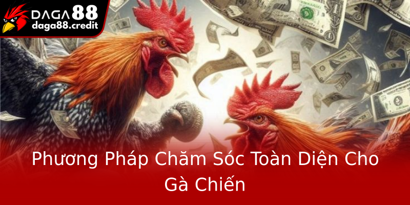 Phương Pháp Chăm Sóc Toàn Diện Cho Gà Chiến