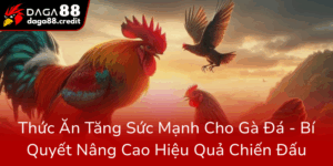 Thuc An Tang Suc Manh Cho Ga Da Bi Quyet Nang Cao Hieu Qua Chien Dau0