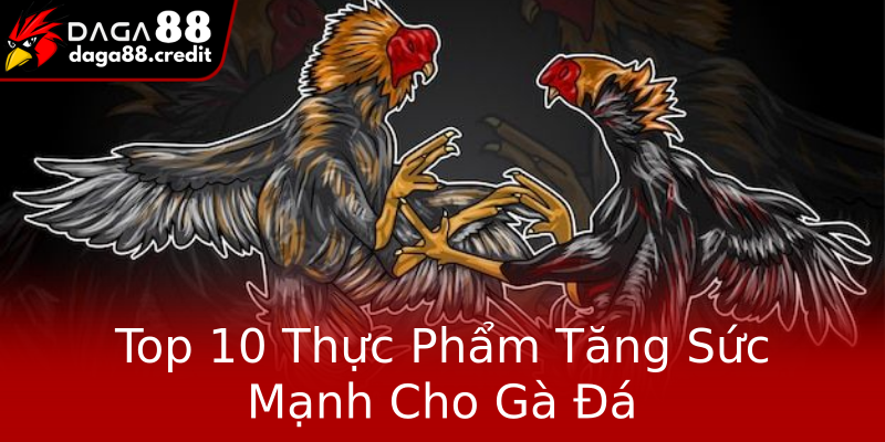 Top 10 Thực Phẩm Tăng Sức Mạnh Cho Gà Đá