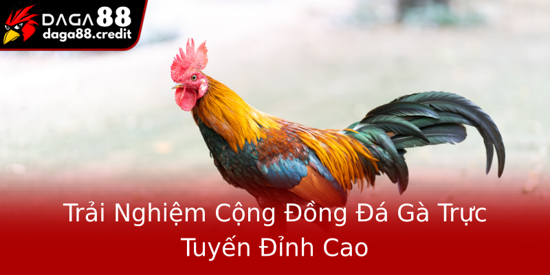 Trải Nghiệm Cộng Đồng Đá Gà Trực Tuyến Đỉnh Cao