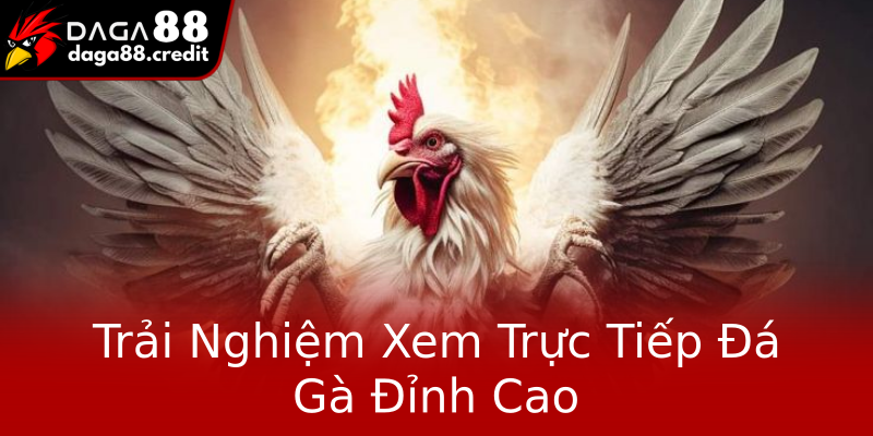Trải Nghiệm Xem Trực Tiếp Đá Gà Đỉnh Cao Trải Nghiệm Xem Trực Tiếp Đá Gà Đỉnh Cao