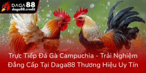 Truc Tiep Da Ga Campuchia Trai Nghiem Dang Cap Tai Nha Cai Daga88 Thuong Hieu Uy Tin0