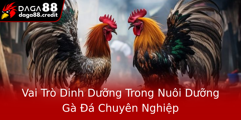 Vai Trò Dinh Dưỡng Trong Nuôi Dưỡng Gà Đá Chuyên Nghiệp