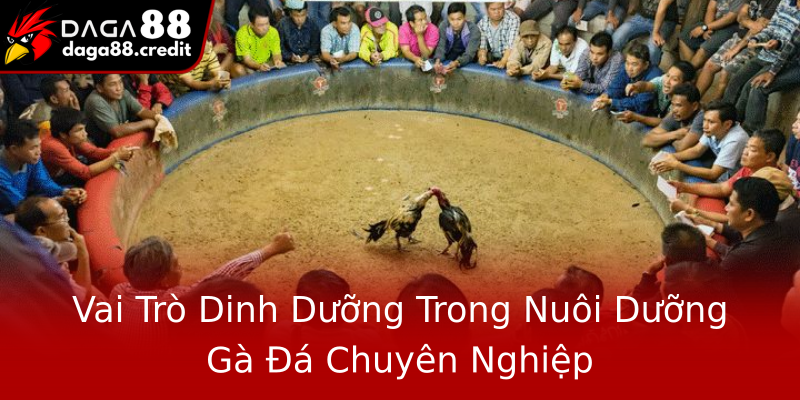 Vai Trò Dinh Dưỡng Trong Nuôi Dưỡng Gà Đá Chuyên Nghiệp
