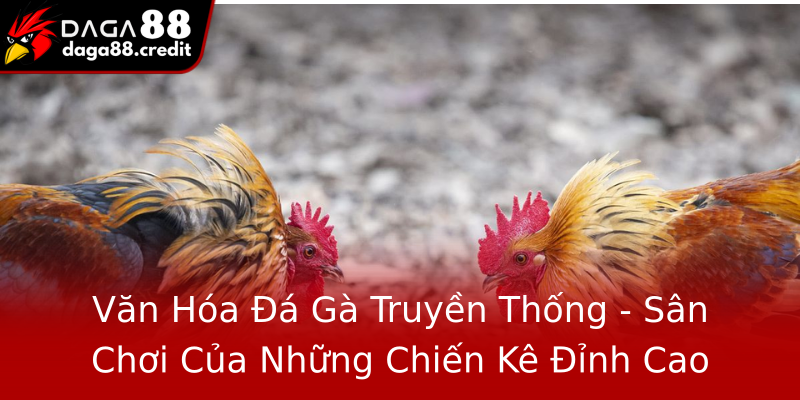 Văn Hóa Đá Gà Truyền Thống - Sân Chơi Của Những Chiến Kê Đỉnh Cao
